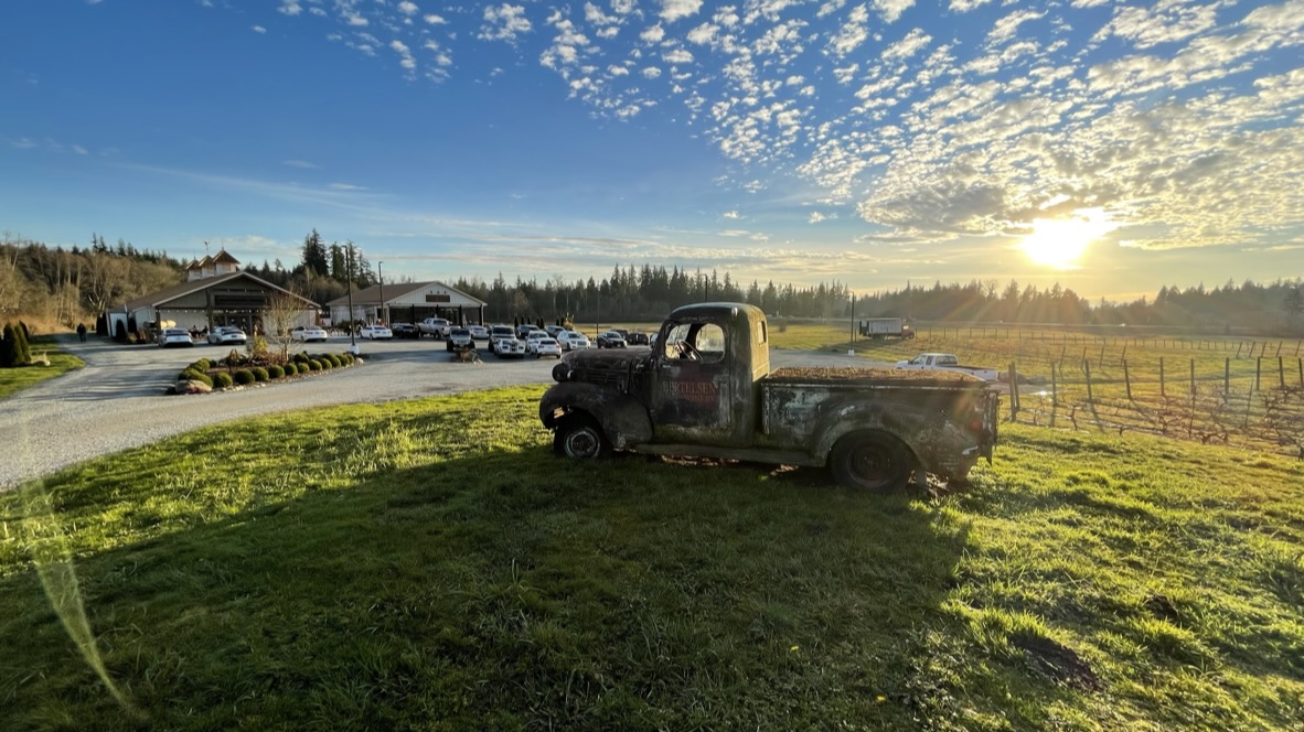 A vintage truck in a vineyard beneath a low evening sun